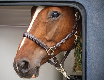 Horse Trailer Insurance